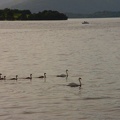Dsc01624 Seven swans a swimming