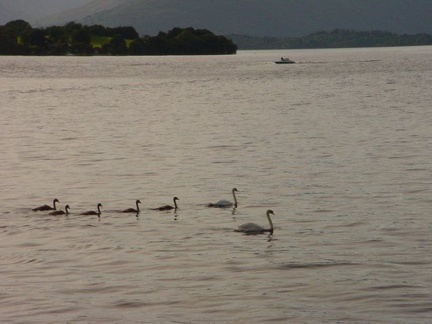 Dsc01624 Seven swans a swimming