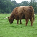 Dsc05606 Highland Bull