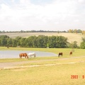 Dsc01204Mynde Park Horses 2